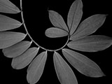 The Golden Ratio - Tutorial