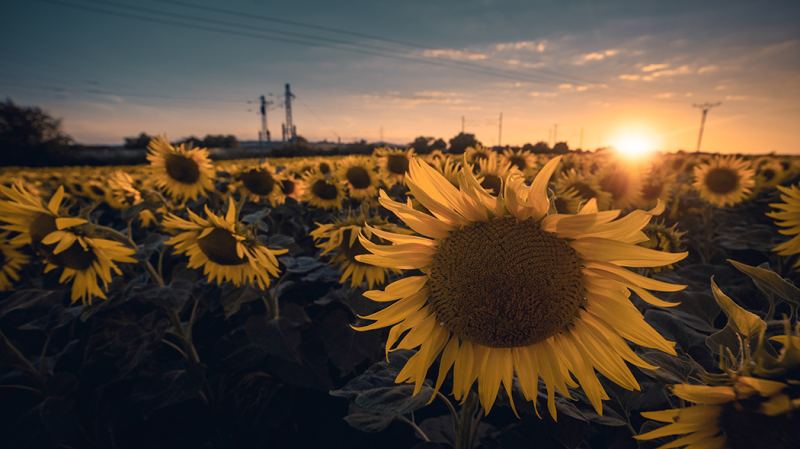 Entfernen Sie Drähte, Müll oder andere unerwünschte Objekte auf Ihren Fotos
